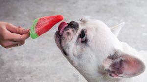 Hunde-Eis: 6 Sorten zum Selbermachen