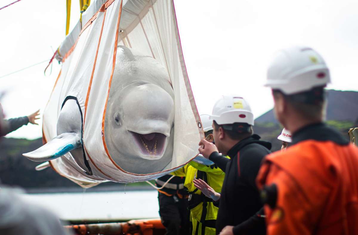 Ein Belugawal auf dem Weg in die Freiheit.