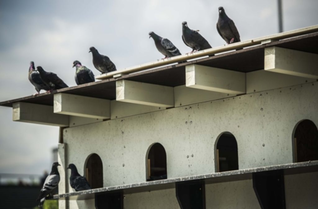 Kritisch beäugen die Tauben, ob bei der Einweihung ihres neuen Schlags in der Kriegsbergstraße alles mit rechten Dingen zugeht      Foto: Lichtgut/Max Kovalenko