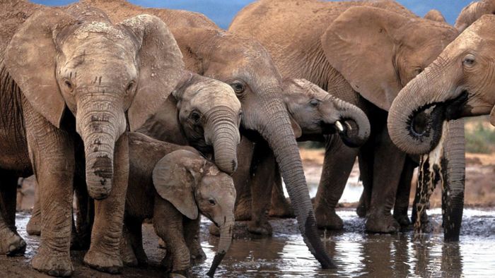 US-Regierung erlaubt wieder Import von Elefantentrophäen