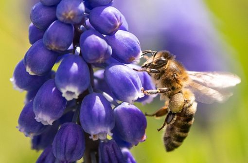 Bienen sind auch als Bestäuber von Nutzpflanzen wichtig für die Nahrungsmittelversorgung. Foto: dpa