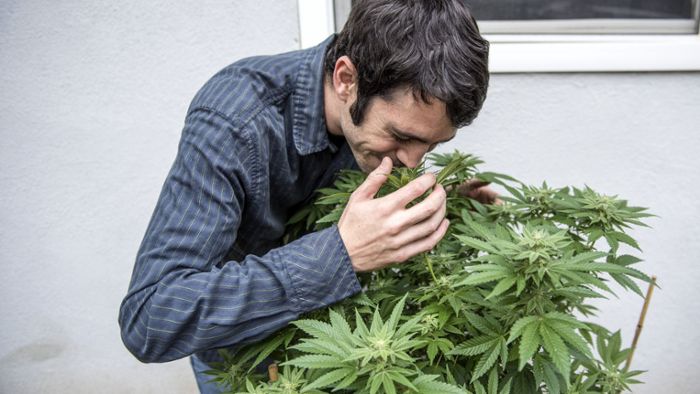 Forscher sehen Popularität von Cannabis kritisch