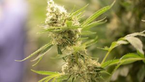Cannabis-Pflanzen anbauen – Die wichtigsten Fragen