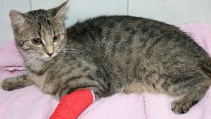 Die verletzte Katze wurde im Straßengraben gefunden Foto: Tierheim Stuttgart