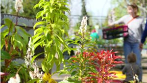 Mit den ersten warmen Tagen im Frühling suchen auch die Stuttgarter  vermehrt nach Pflanzen für den Garten oder Balkon. Foto: Torsten Schöll