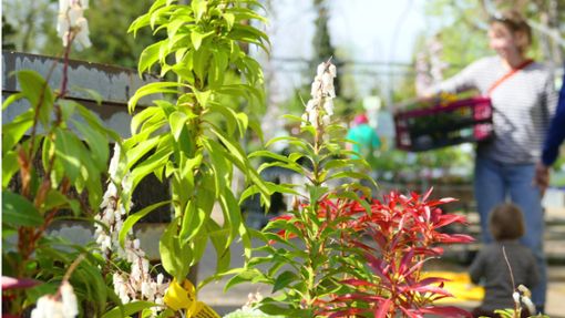 Mit den ersten warmen Tagen im Frühling suchen auch die Stuttgarter  vermehrt nach Pflanzen für den Garten oder Balkon. Foto: Torsten Schöll