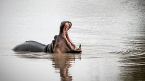 Flusspferde sind äußerst aggressiv. (Symbolfoto) Foto: imago images/Greatstock/GRAHAM DE LACY