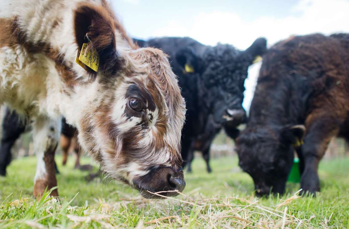 Die Kuh grast nun wieder auf der Weide in Beuren. (Symbolbild) Foto: dpa/Julian Stratenschulte