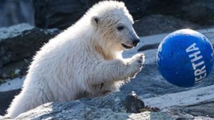 Putziges Eisbärenbaby heißt jetzt „Hertha“