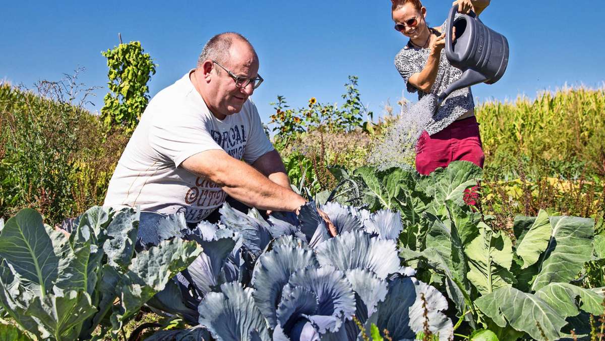 Backnang im Rems-Murr-Kreis: Dieser Bauer vermietet seinen Acker an Hobby-Gärtner