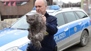 Stuttgart-Wangen: Katze vor dem sicheren Tod bewahrt