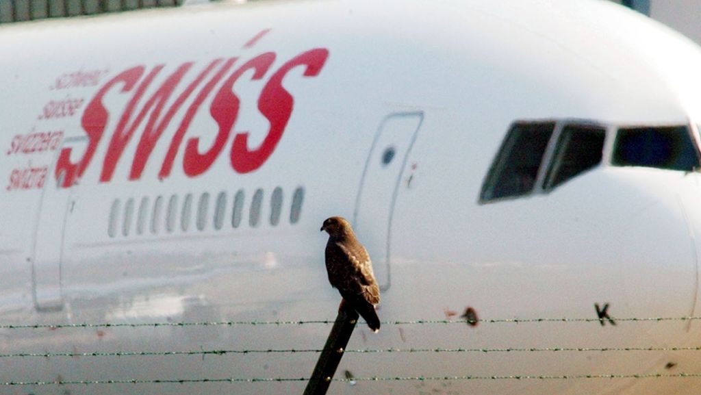 Verspätung für Fluggäste: Gibt es eine Entschädigung bei Vogelschlag?