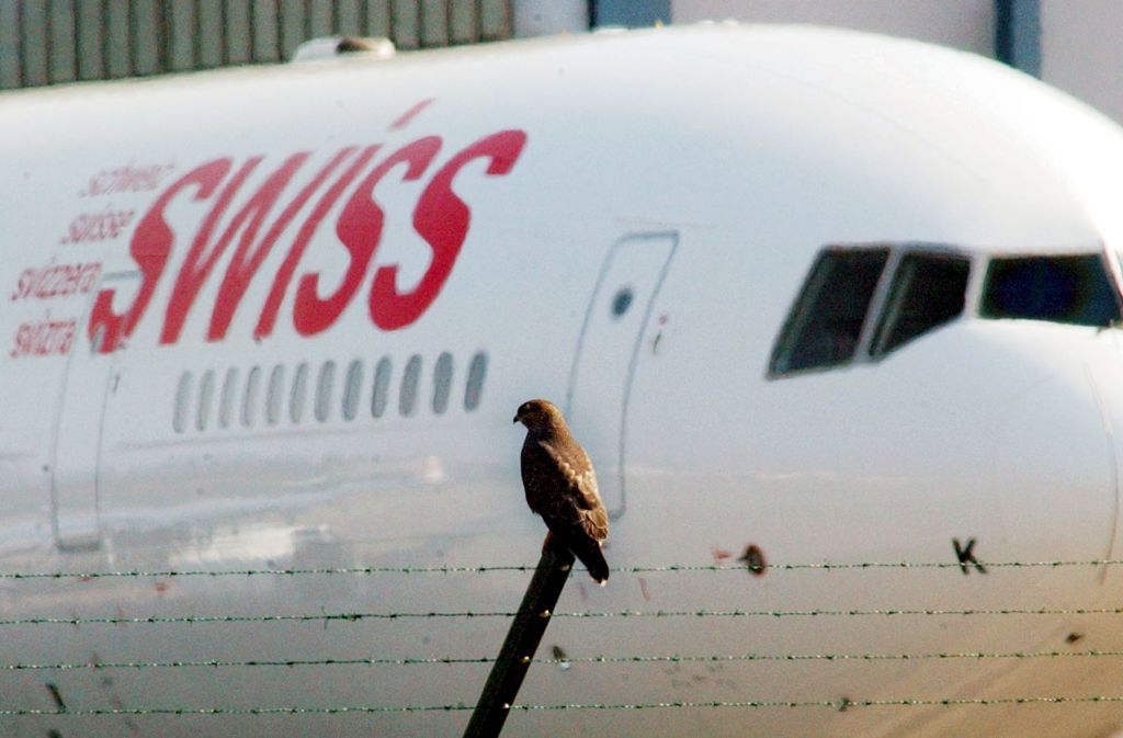 Vogelschlag liegt laut der EU-Richter außerhalb der Kontrolle der Fluggesellschaften. (Symbolfoto) Foto: AP