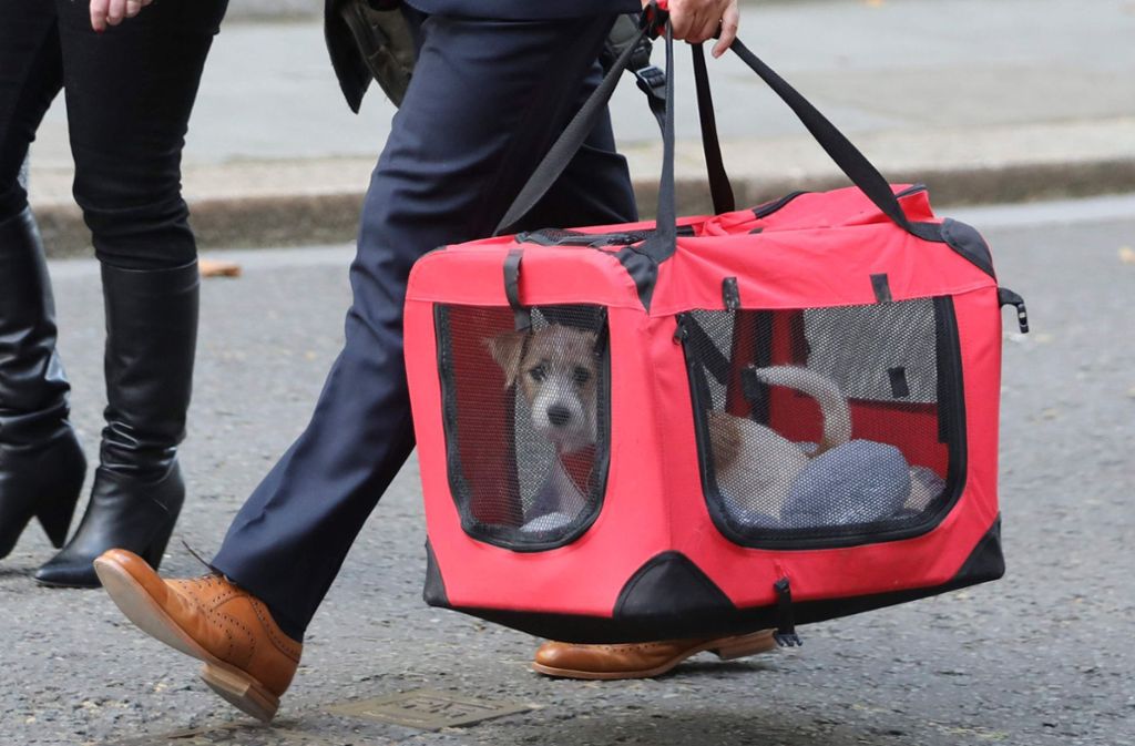 Der Terrierwelpe von Boris Johnson kam am Montag in der Downing Street 10 an.