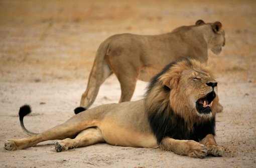 Löwen sind eine begehrte Trophäe bei Großwildjägern Foto: ZIMPARKS