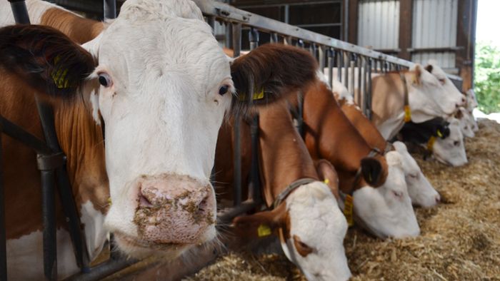 Sinkende Milchpreise setzen Landwirte unter Druck