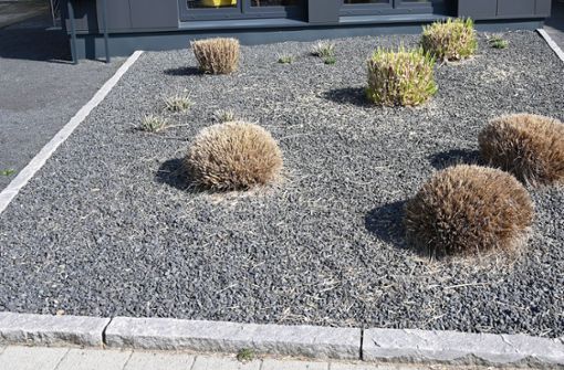 Pflanzen ragen in Bremen aus einem Vorgarten mit grauen und schwarzen Kieselsteinen. Foto: dpa/Carmen Jaspersen