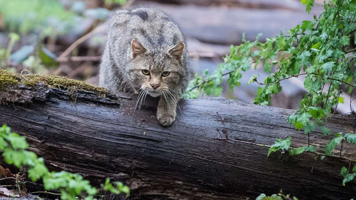 In Baden-Württemberg: Streng geschützte Wildkatze verbreitet sich weiter