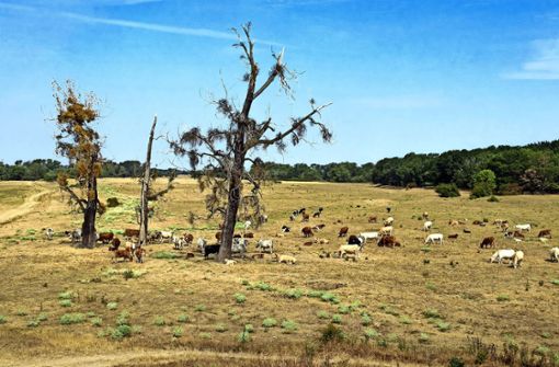 Rekordsommer oder Horrorjahr – auf jeden Fall Folge des Klimawandels: Diese Kühe  stehen nicht in einer Savanne in Afrika, sondern auf einer ausgetrockneten Weide in Sachsen-Anhalt. Foto: dpa