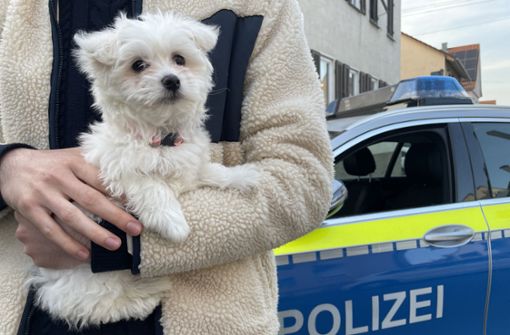 Polizei und Tierschützer stellten am Montag in Stuttgart zwei Malteser-Welpen sicher. Foto: PETA Deutschland e.V.