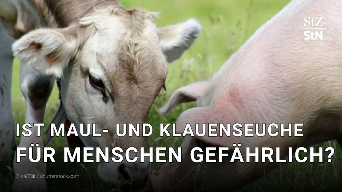 Maul- und Klauenseuche: Ist sie für den Menschen gefährlich?