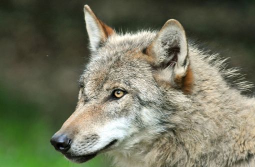 Wölfe waren Jahrzehnte lang in Deutschland ausgestorben. Seit 2000 gibt es wieder Wolfsrudel im Land. (Symbolbild) Foto: picture alliance / dpa