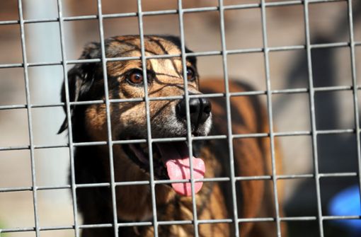 Für aus Tierheimen vermittelte Hunde gibt es in Ostfildern auch künftig keine Steuerermäßigung. (Symbolfoto) Foto: dpa
