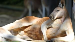 Das Känguru-Männchen gehörte zu einer Gruppe, die von den Wildhütern gefüttert wurde. (Symbolfoto) Foto: dpa