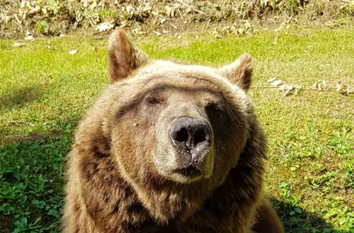 So nah sollte man einem Braunbären in freier Wildbahn lieber nicht kommen. (Symbolfoto) Foto: dpa/Katrin Walch