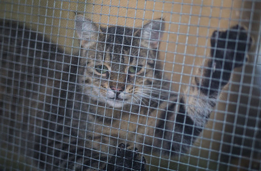 Eine Katze blickt im Tierheim Böblingen aus einem Fenster mit Gitter davor.