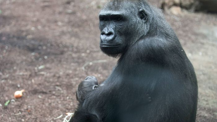 Gorilla-Weibchen Dian eingeschläfert