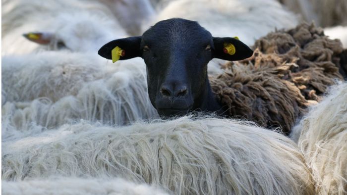 Regionalzug fährt sechs Schafe tot