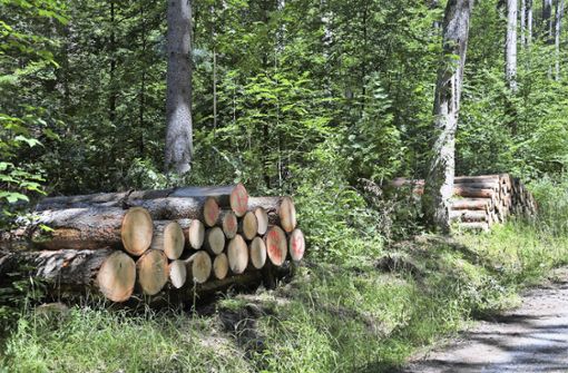 Im  Stuttgarter Stadtwald soll die Holzernte künftig nur eine untergeordnete Rolle spielen. Foto: obs/Wolfgang Swietek