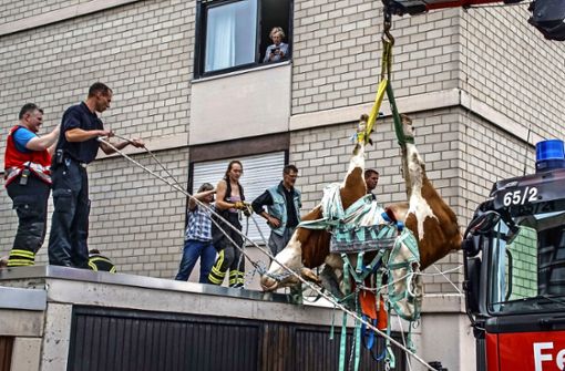 Ging viral: die Kuh vom Dach Foto: SDMG