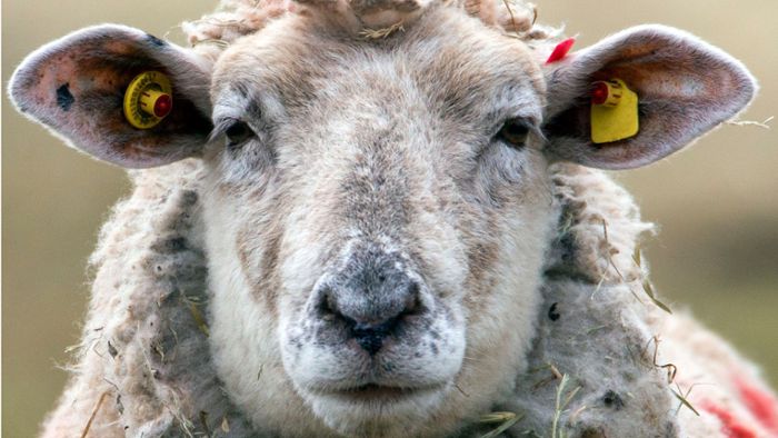 Senior von aggressivem Schaf getötet