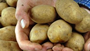 Kartoffeln sind  billiger geworden – seit Juli 2013 um 32 Prozent. In unserer Bildergalerie listen wir die Produkte mit den auffälligsten Preisänderungen im Vergleich zum Vorjahr auf. Was ist teurer – und was billiger geworden? Foto: dpa