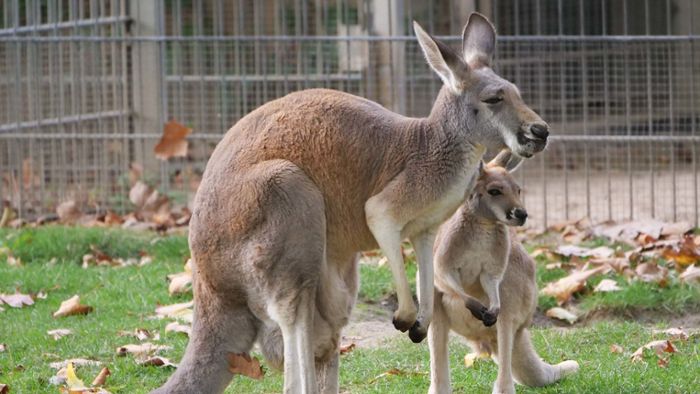 Kleines Känguru macht die ersten Hüpfer