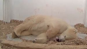 Eisbär-Baby kuschelt mit Mutter
