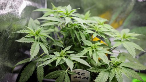 Der Bundesrat hat der Cannabis-Legalisierung zugestimmt. Damit dürften Erwachsene die Droge künftig auch zu Hause anbauen – bis zu drei Pflanzen pro Person. Foto: dpa/Christian Charisius