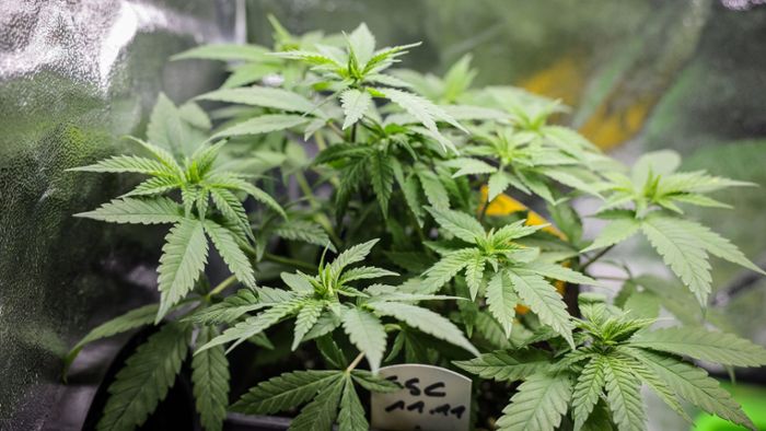 Grünes Licht im Bundesrat: Warum die Cannabis-Legalisierung richtig ist