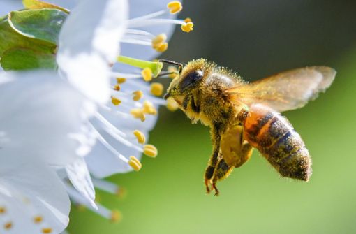 Die europäische Lebensmittelbehörde Efsa hat zuletzt im Februar 2018 drei Neonikotinoide als eine große Gefahr für Wild- und Honigbienen bewertet. Foto: dpa
