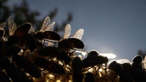 Unter dem Motto „Rettet die Bienen“ läuft seit vergangenem Dienstag in Baden-Württemberg eine Unterschriftenaktion. Foto: dpa/Sebastian Gollnow