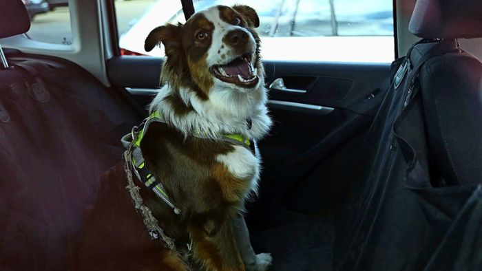 Viele Taxifahrer wollen Hunde nicht mitnehmen