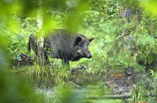 Der Wildschwein-Bestand  nimmt etwa in Baden-Württemberg immer mehr zu (Symbolbild). Foto: IMAGO/Panthermedia/imagepower via imago-images.de
