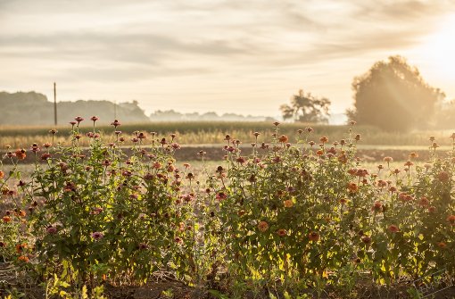 Wunderschön legt sich die spätsommerliche Sonne über Felder und Blumen in Neckartailfingen Foto: Leserfotograf emqi