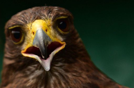 Bei Aufnahmen eines Hobbyfilmers bringt ein Adler eine Drohne zum Absturz (Symbolfoto). Foto: AFP/Leon Neal