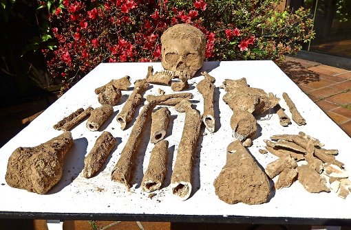 Das Skelett gehört nach Einschätzung  des Landesdenkmalamt wahrscheinlich zum frühmittelalterlichen Reihengräberfeld von Benningen. Foto: privat