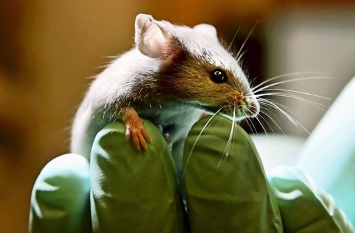 Mäuse werden im Land zu Tausenden für Versuche eingesetzt und getötet Foto: AP