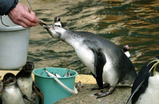 Im Rostocker Zoo wird wegen eines toten Pinguins ermittelt (Symbolfoto). Foto:  