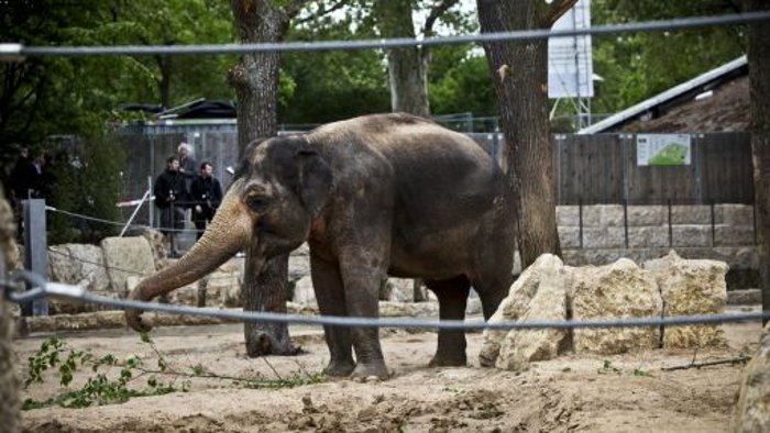 Baustart für Elefantenhaus wohl erst 2019
